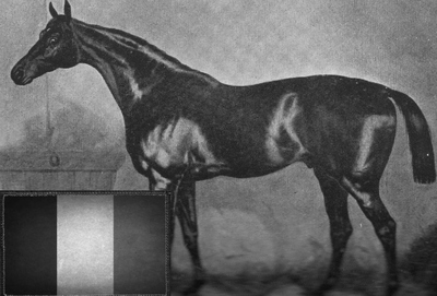1874 Grand National Winner Reugny