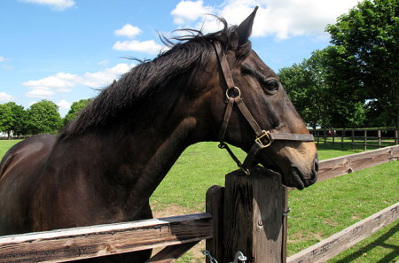 Amberleigh House 2004 winner pictured in field wiki