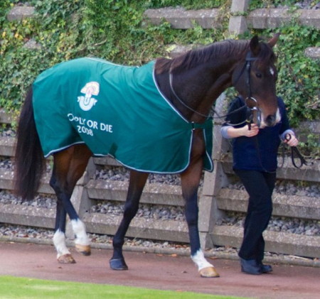 Comply or Die 2008 in parade ring