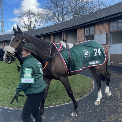 Anibale Fly 2022 with handler in stable ring