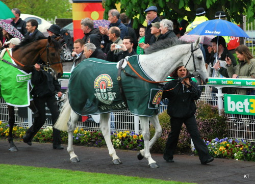 Neptune Collonges in parade ring
