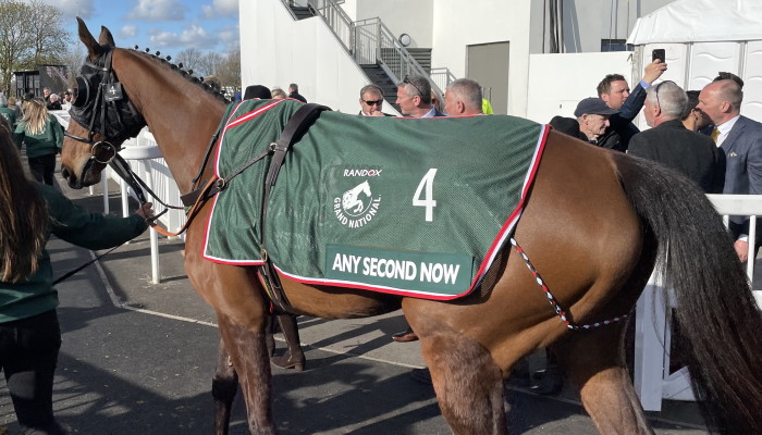 Any Second Now walking to parade ring 2022