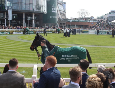 horse being paraded before the grand national at aintree