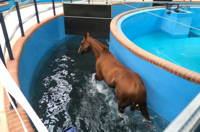 Horse Pool