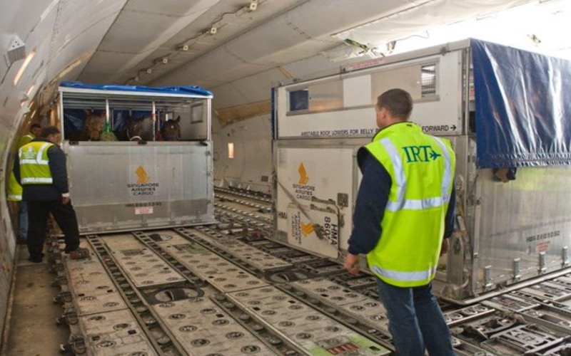 Horse Transport on Plane