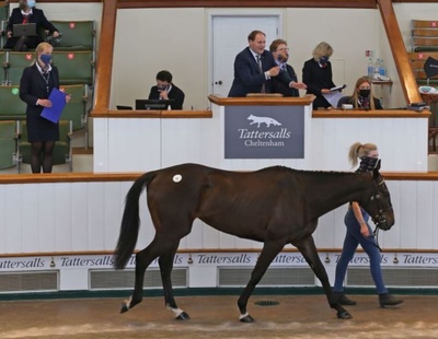 Tattersalls Horse Auction