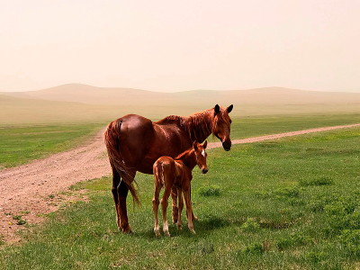 mare and her foal in a field