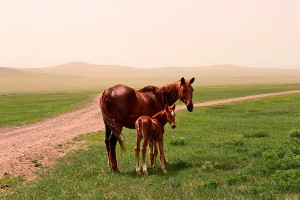 mare and her foal