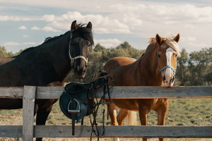 mares by a fence