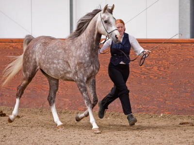 grey horse and trainer