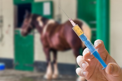 horse in backgroud syringe in foreground