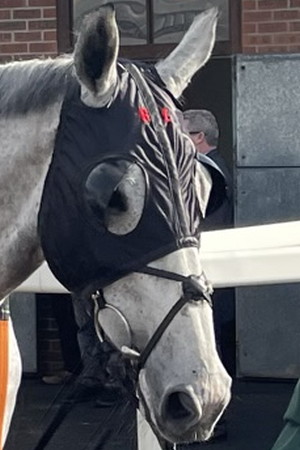 Coko Beach grand national runner 2023 head close up