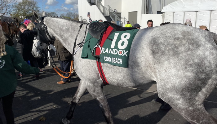 Coko Beach walking to parade ring 2022