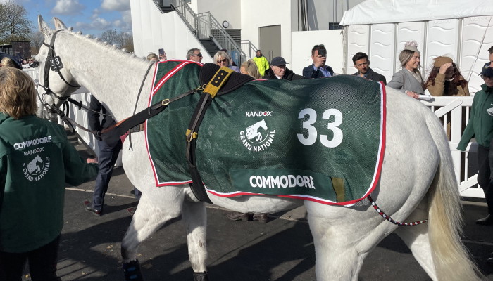 Commodore walking to parade ring 2022