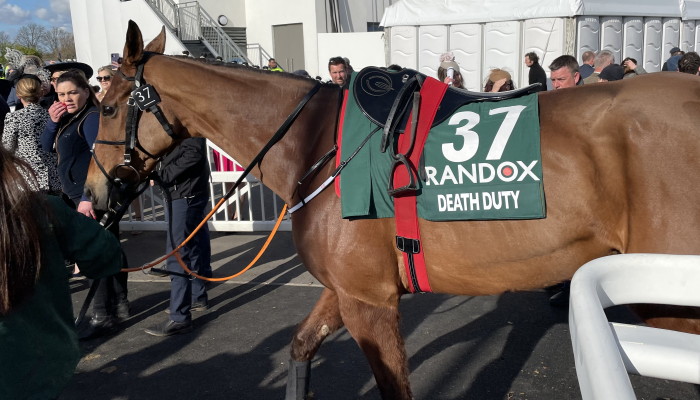 Death Duty walking to parade ring 2022