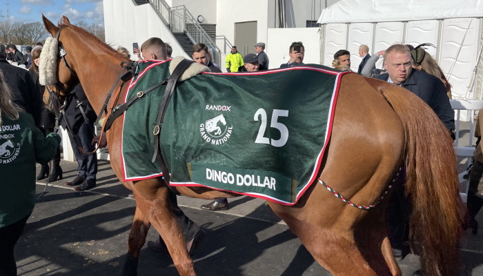 Dingo Dollar walking to parade ring 2022