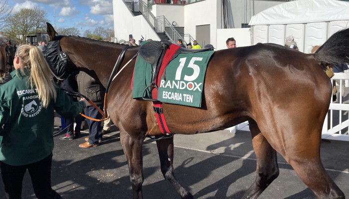 Escara Ten walking to parade ring 2022