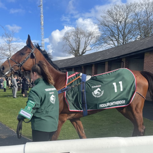 Fiddleronthe Roof 2022 with handler in stable ring