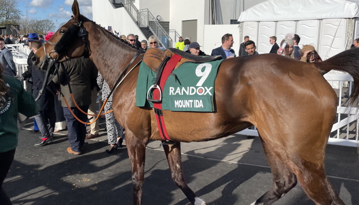 Mount Ida walking to parade ring 2022