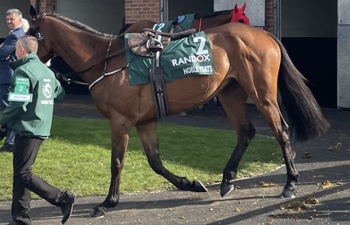 Noble Yeats grand national runner 2023 full body