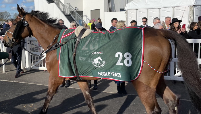 Noble Yeats walking to parade ring 2022