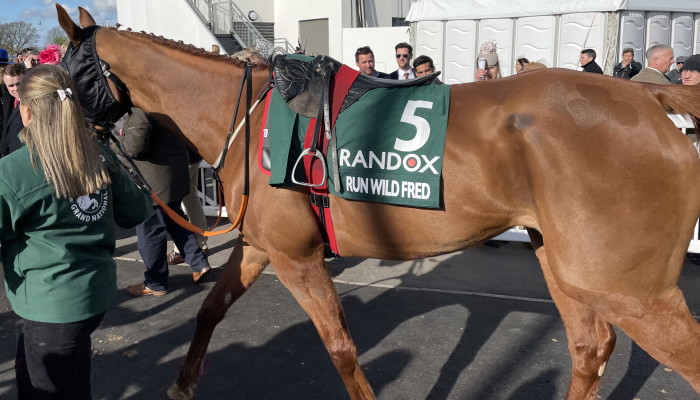 Run Wild Fred walking to parade ring 2022