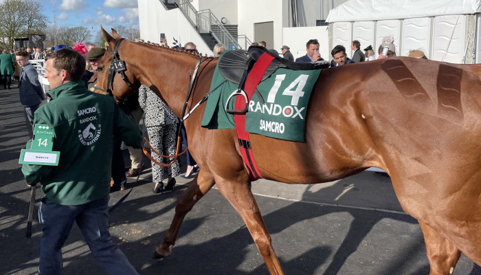 Samcro walking to parade ring 2022