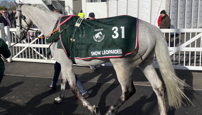 Snow Leopardess walking to parade ring 2022