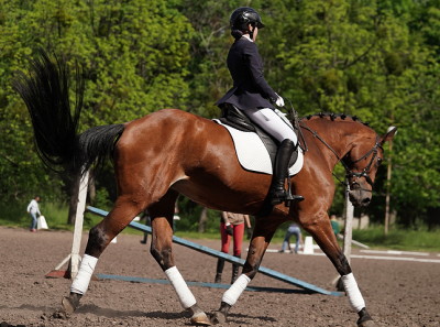 show jumping horse with female rider