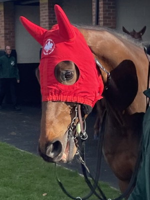 A Wave Of The Sea grand national runner 2023 head