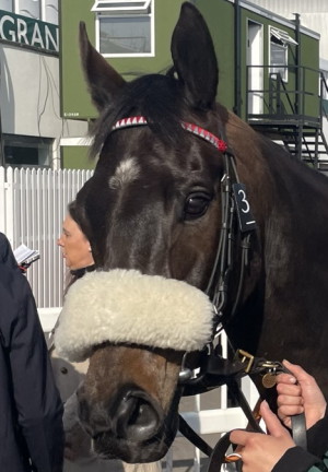Back on the Lash grand national runner 2023 head close up