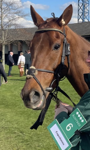 Capodanno Grand national runner 2023 head close up