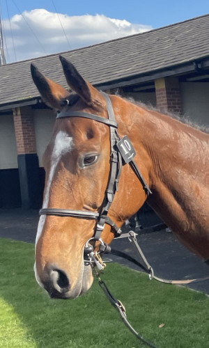 Carefully Selected grand national runner 2023 head