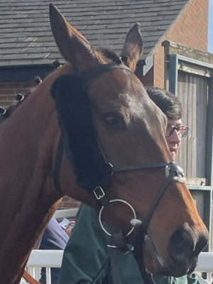 Fury Road grand national runner 2023 head close up