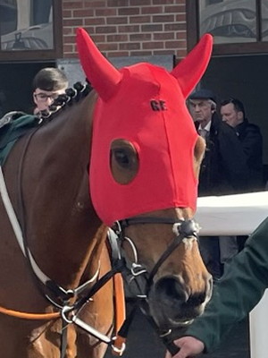 Galvin Grand national runner 2023 head close up