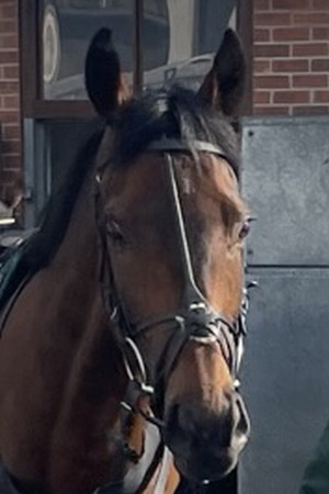 Le Milos grand national runner 2023 head close up