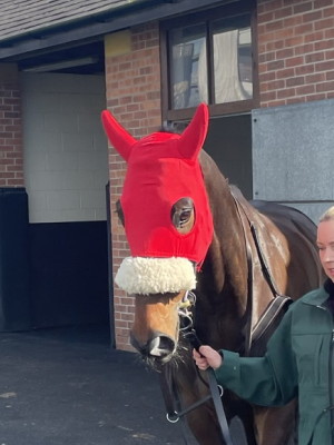 Lifetime Ambition grand national runner 2023 head