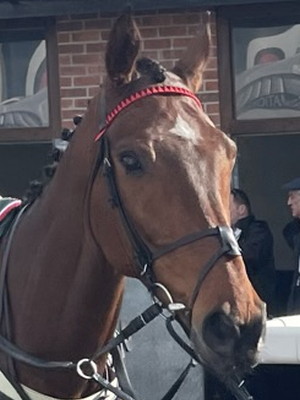 Sam Brown grand national runner 2023 head close up