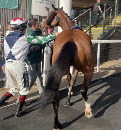 erratic horse prior to racing with jockey and stable hand