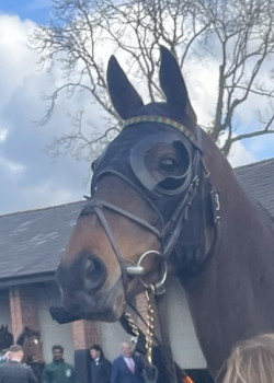 horse face close up wearing blinker hood