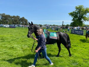 pony paraded at pony racing point to point meeting
