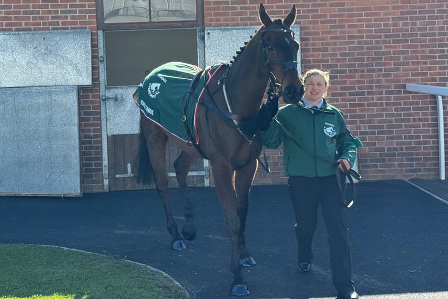 Monbeg Genius Horse 2025