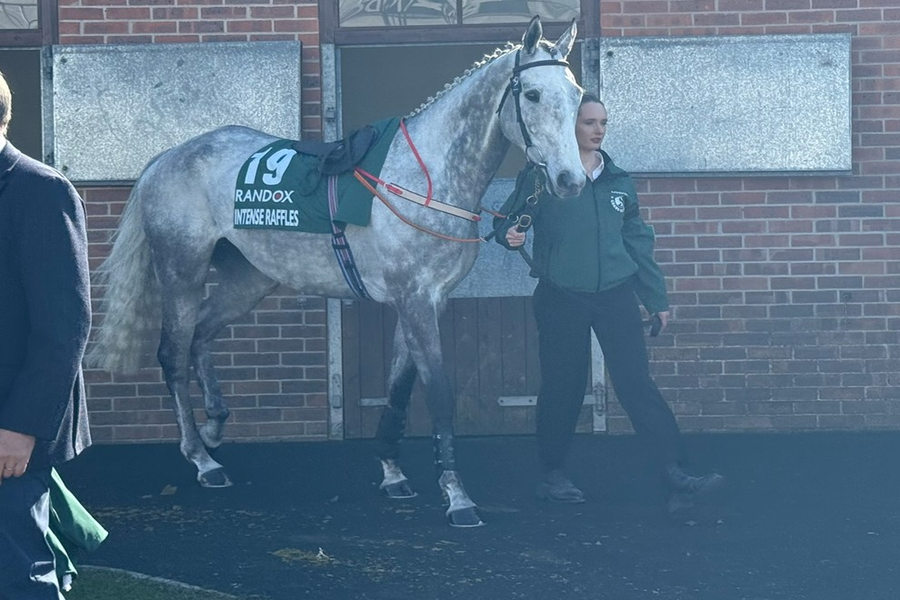 Intense Raffles Horse 2025